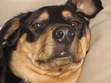 My bestest bud-bear aka bubbalouie or boobala but he's my guardian and pal!