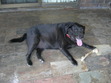 I have a black labrador and her name is Ellie... I love her!