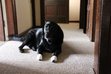 She has bandages on her feet because they were sore! She's a female black labrador called Ruby.