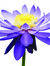 Blue Lily Press logo