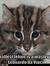 The smallest feline is a masterpiece.