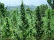 Marijuana War