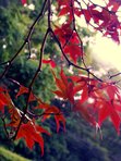 The Autumn Maple