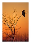 Miscellaneous Short Stories