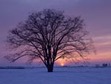 Winter Light