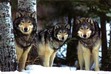 The Wolf's Land