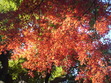 MOMIJI (when my dream come true)