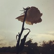 My Fallen World
