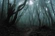 The Dark Forest