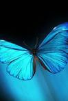 Bitterblue's Collection of Poetry