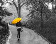 The Rain