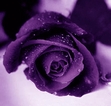 POEMS