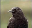 No Ode For A Crow