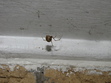 Drug House Spider