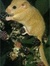 Dormouse