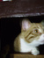 Izzy