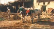 Naeem