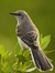 Mockingbird