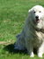 Bruno da Maremma