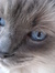 littlemiao