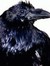 Ladymockingbird