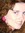 Ruth