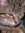 Amalia's icon