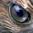 HawkStar HawkStar
