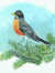 Robin