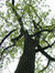 west20trees
