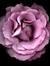Rosalie