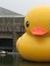 theduckthief