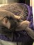 Lilah