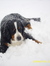 dogluvers867