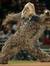 Mr.chewbacca