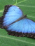 Lee
