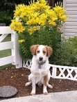 Sheila 