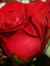 Rosanne