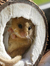 theDormouse