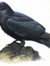 Raven