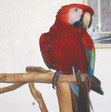 Anne