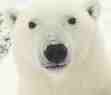 Arctic