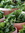 Arugula's icon