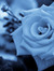 Thanh