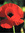 Poppy Fields