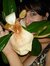 Lorien