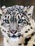 Snowleopard