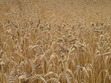 Robinfenske