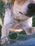 Griffbluedog