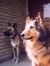 Wolfread